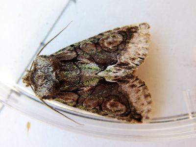 Green-brindled Crescent